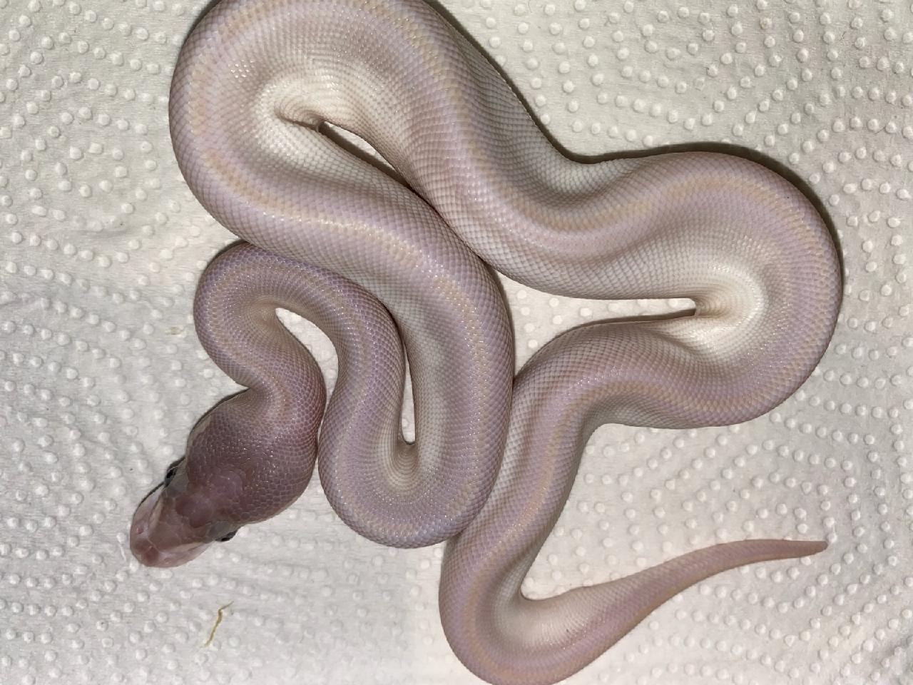 Super Mojave GHI Ball Python by Major league exotic pets - MorphMarket