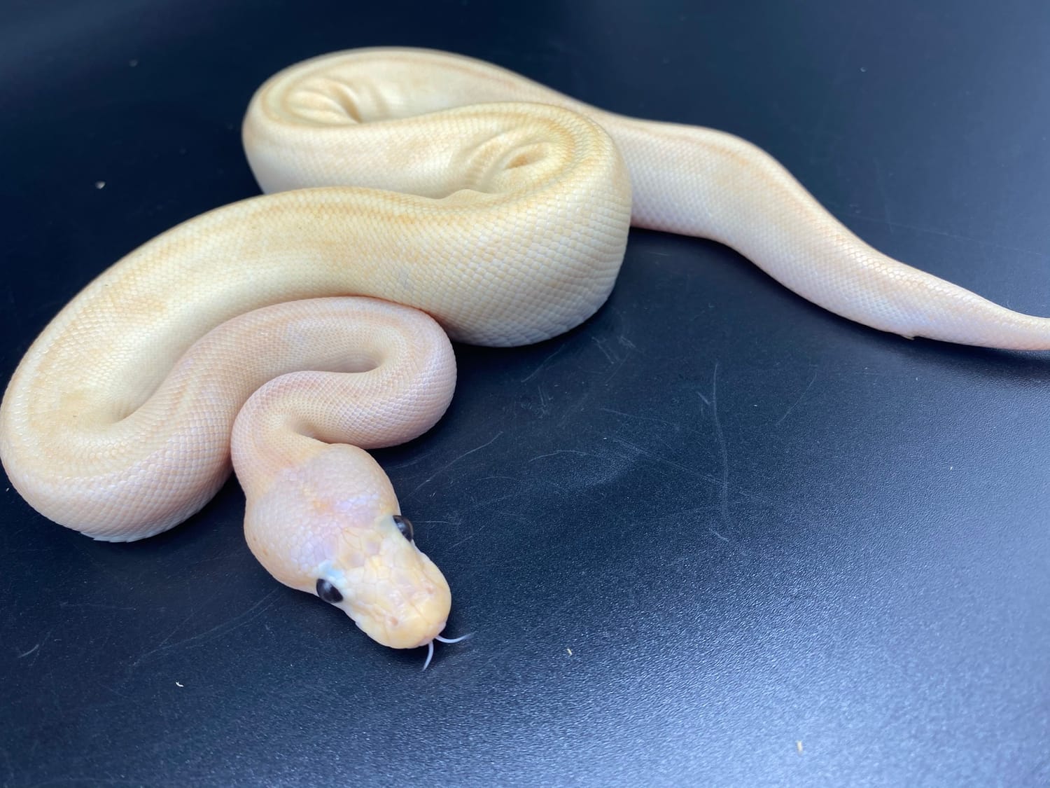 Banana Mimosa Ball Python by Major league exotic pets MorphMarket