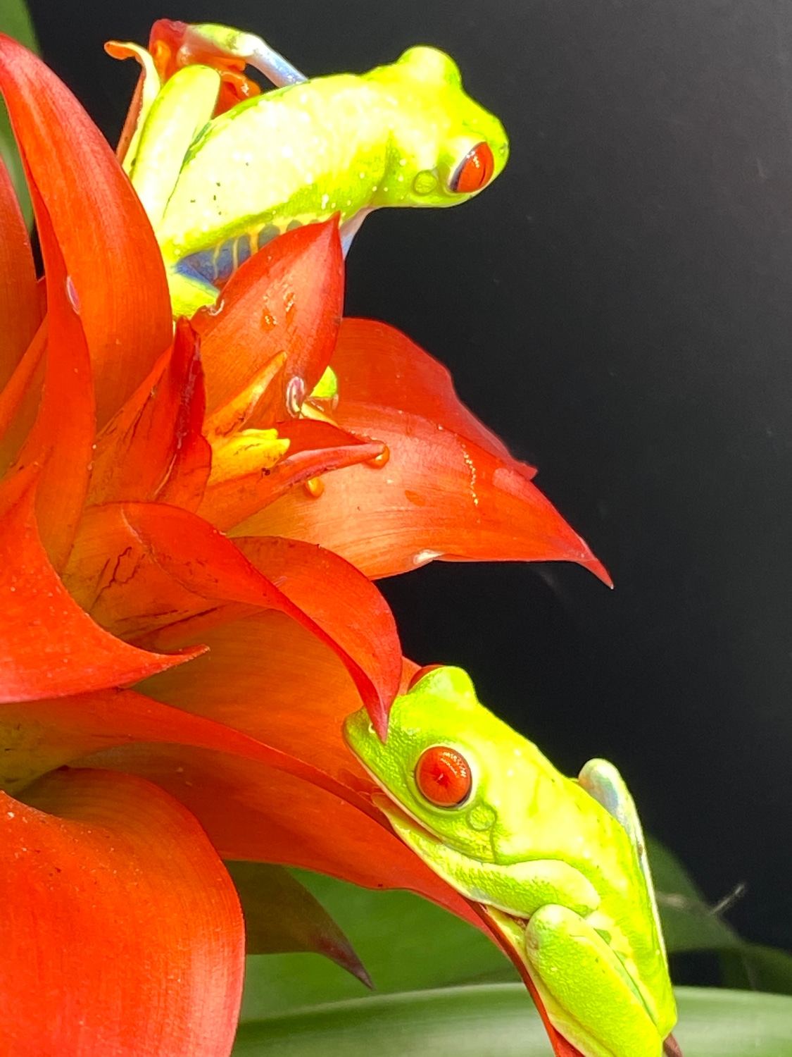 Red Eyed Tree Frogs RedEyed Tree Frog by Major league exotic pets