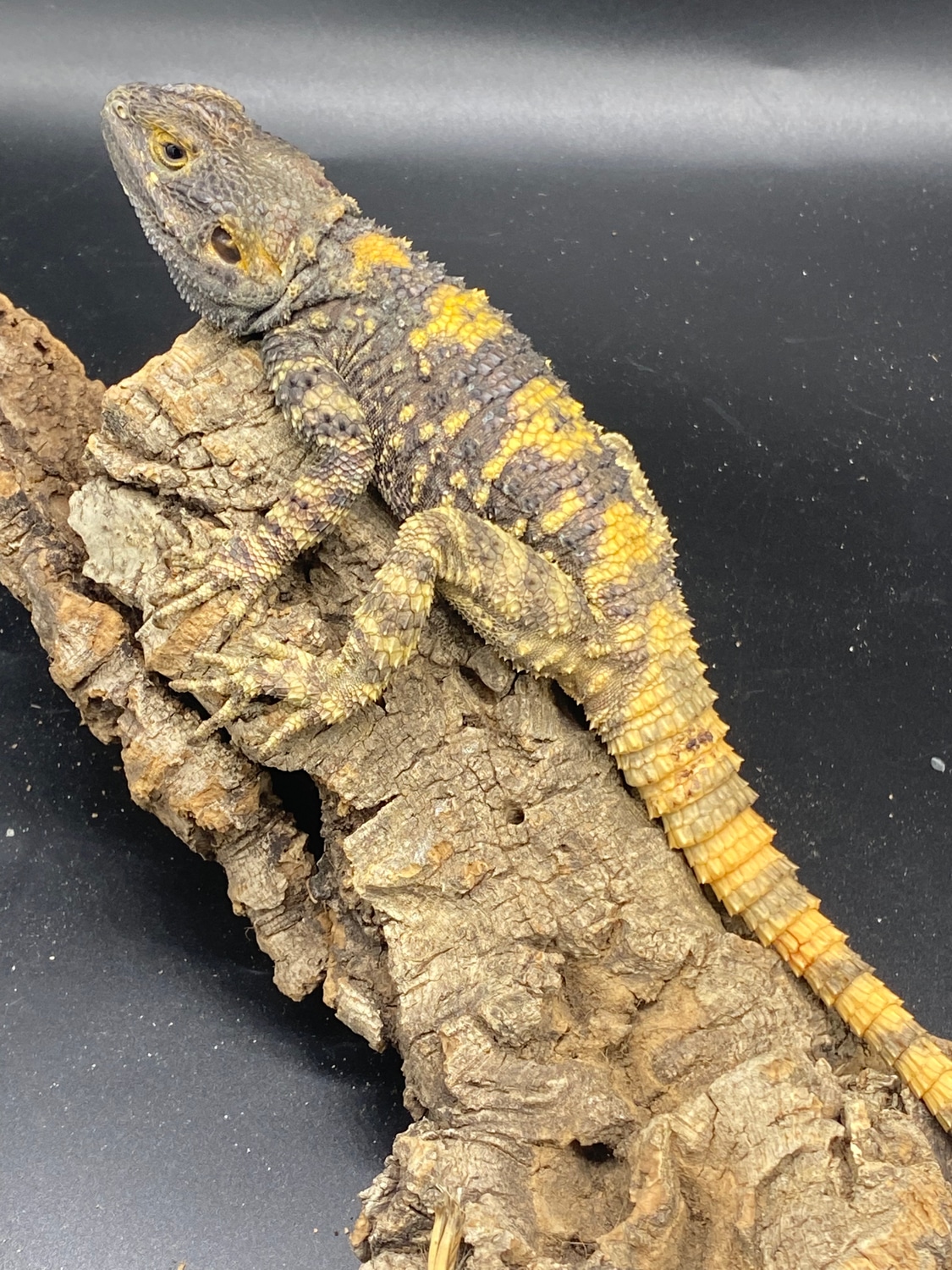 Painted Agamas More Lizard by Major league exotic pets MorphMarket