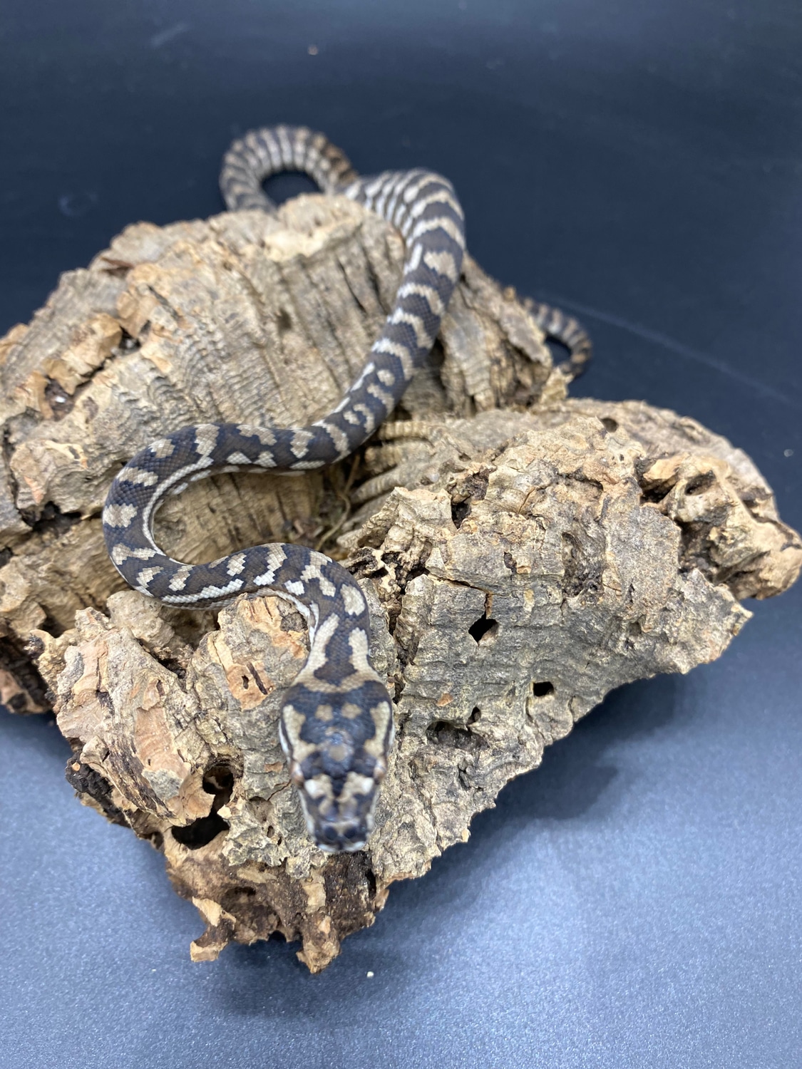 Carpets Coastal Carpet Python by Major league exotic pets MorphMarket