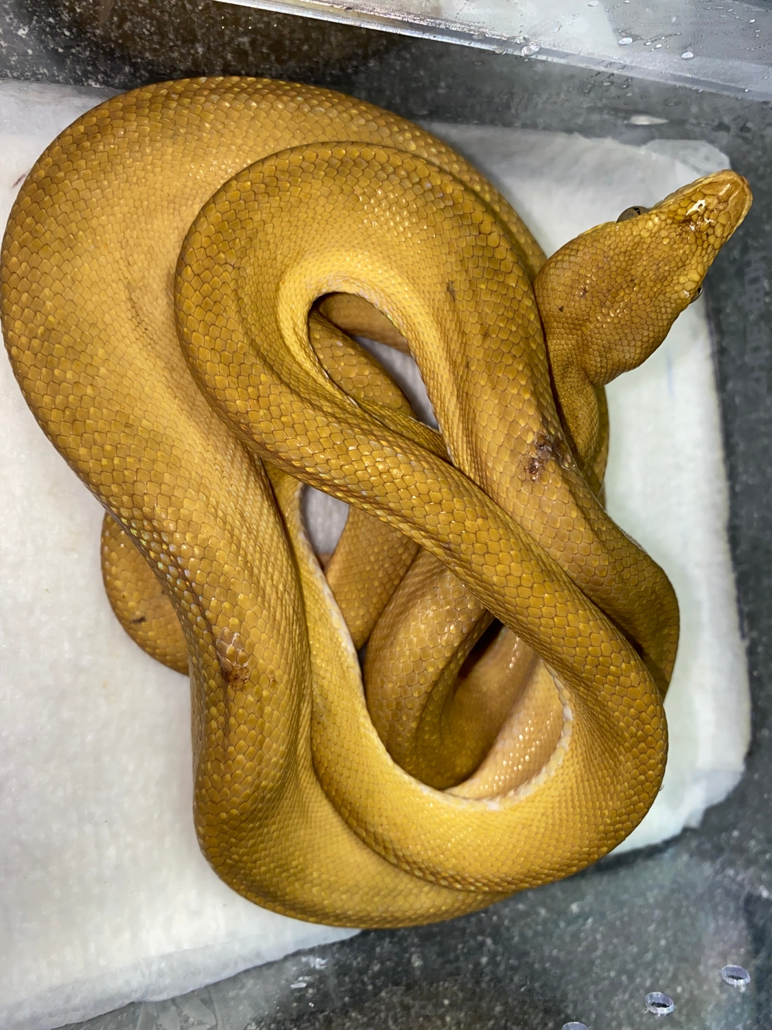 USA CBB Hypo Amazon Tree Boa by Major league exotic pets MorphMarket