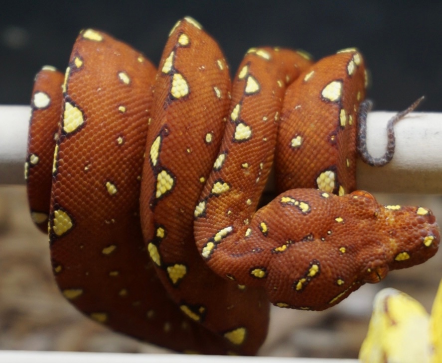 Red Biak Green Tree Python by Major league exotic pets - MorphMarket