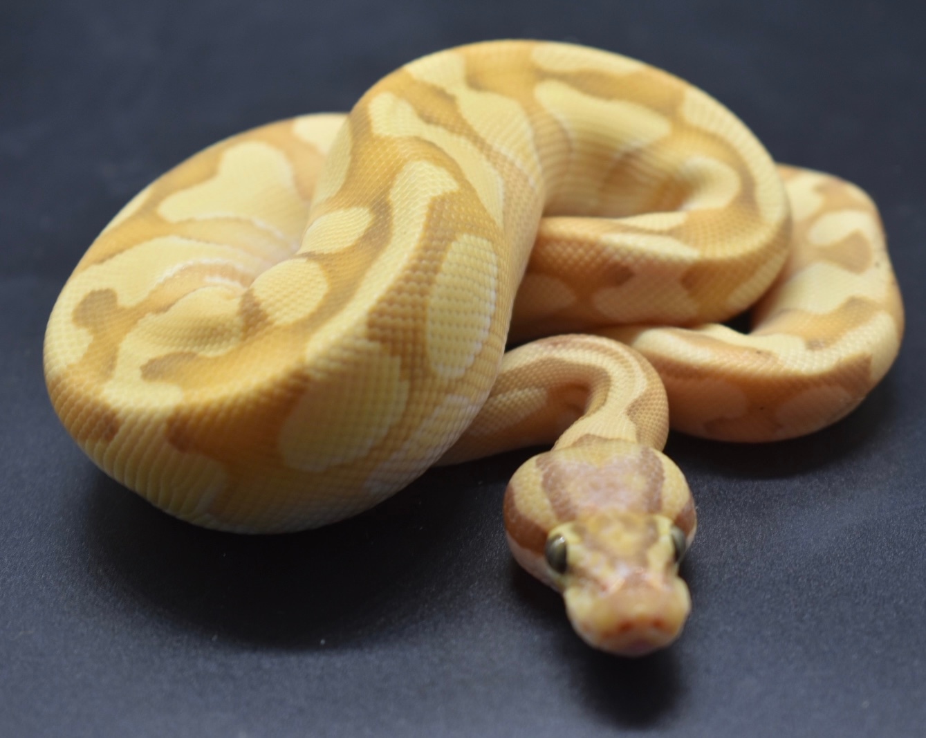 Banana Lesser Enchi Ball Python by Major league exotic pets - MorphMarket