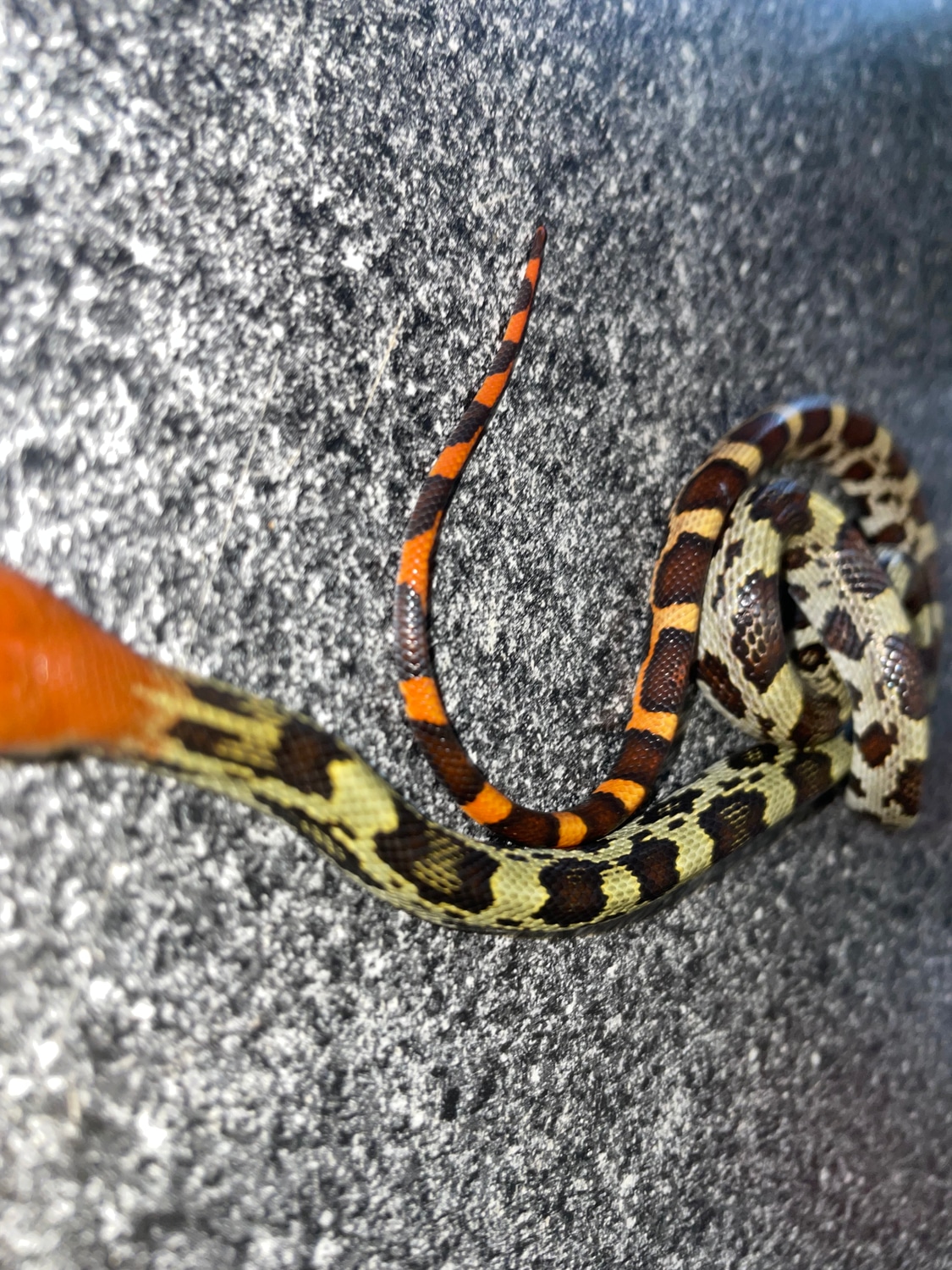 Hundred Flowers 100% Het Aberrant Other Rat Snake by Major league ...