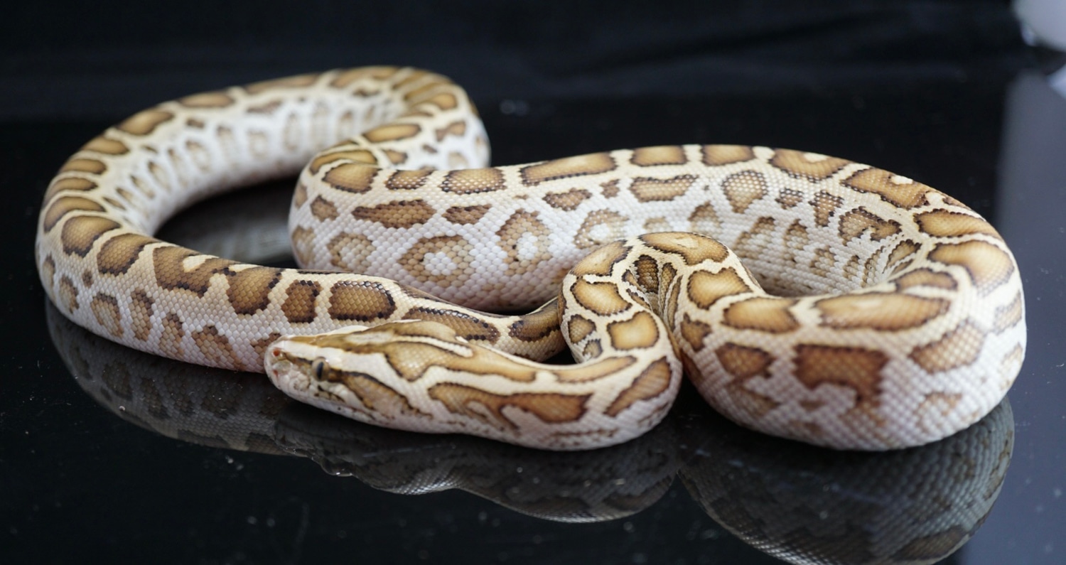 Hypo Burmese Python by Major league exotic pets - MorphMarket