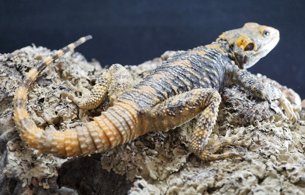 Super Blue Clown Agama Other Lizard by Major league exotic pets