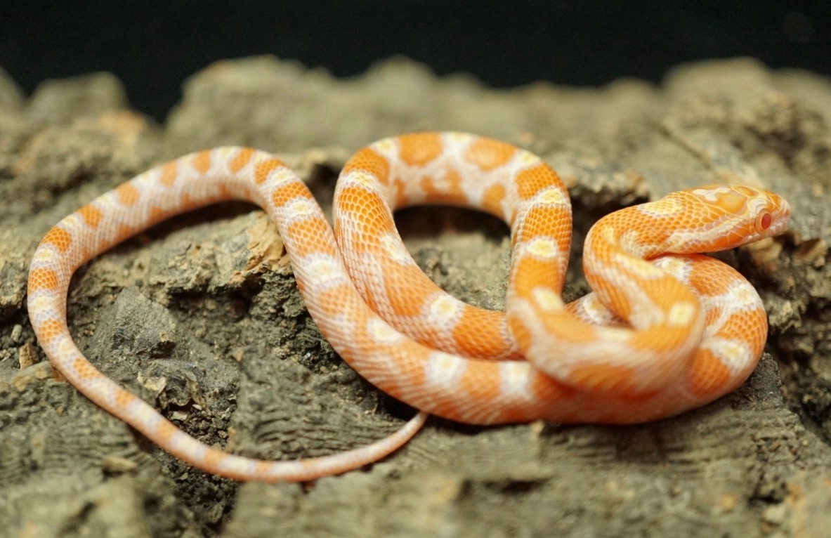 Creamsicle Corn Snake by Major league exotic pets - MorphMarket