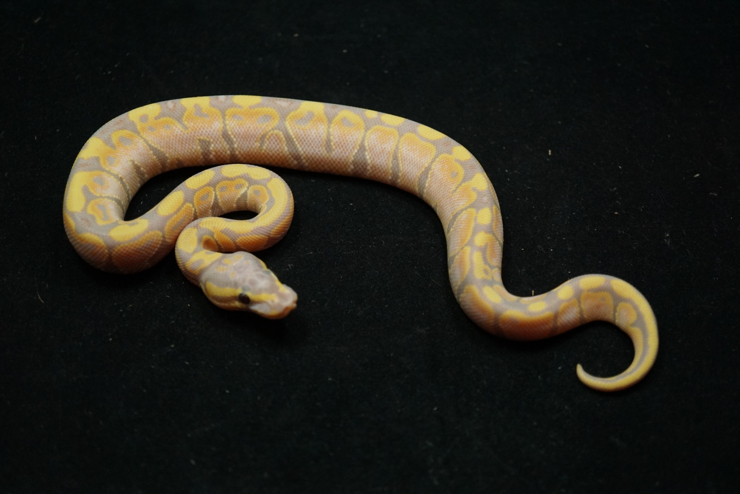 Banana Ghost Ball Python by Major league exotic pets MorphMarket