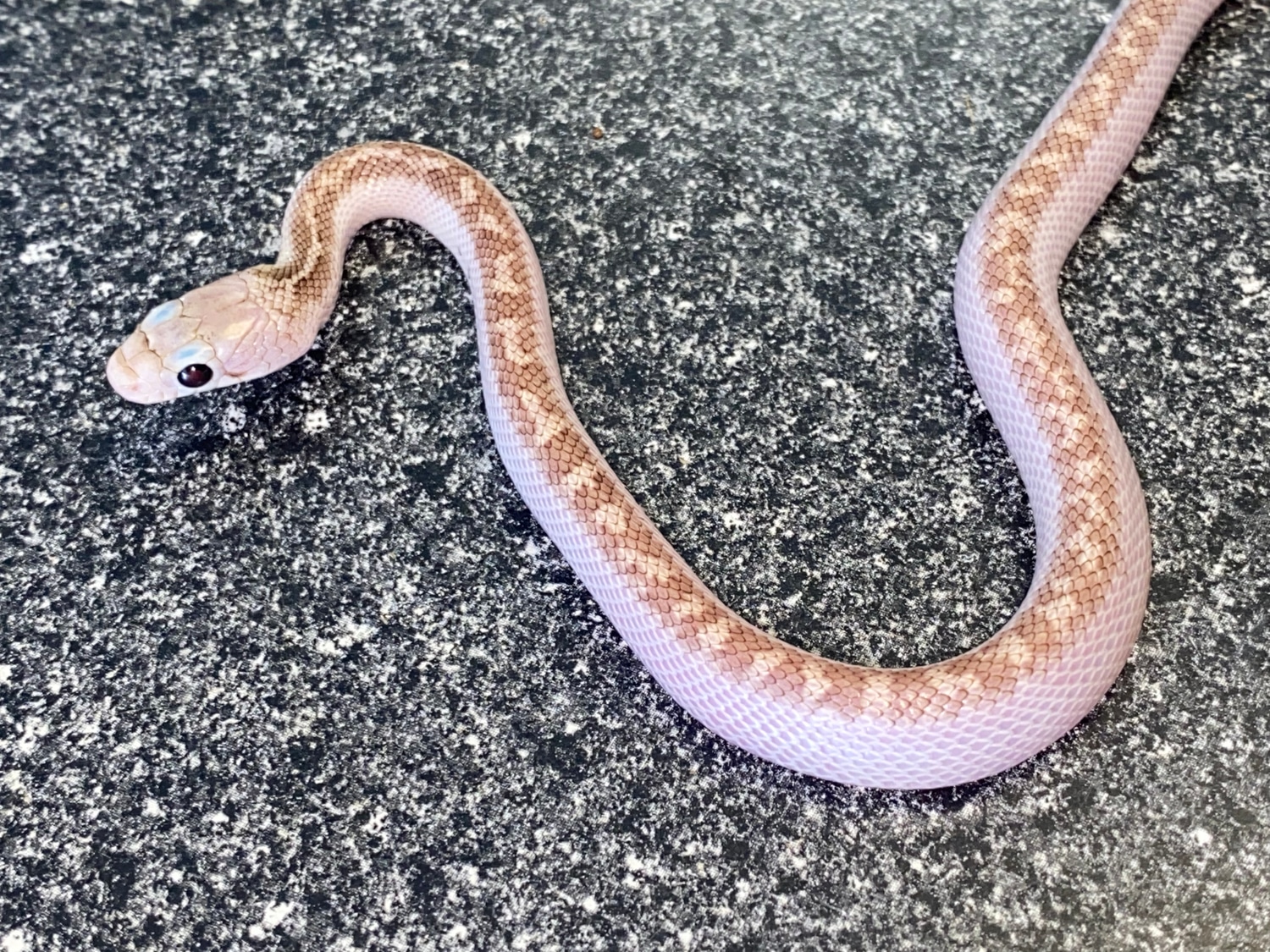 White Sided Other Rat Snake by Major league exotic pets MorphMarket