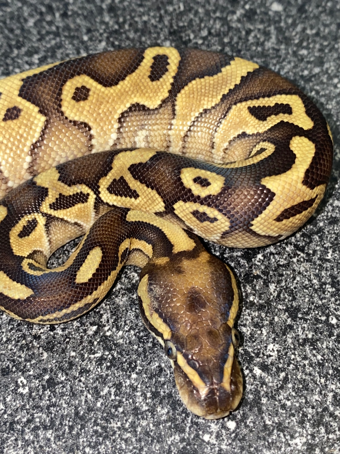 Lesser Leopard Ball Python by Major league exotic pets - MorphMarket