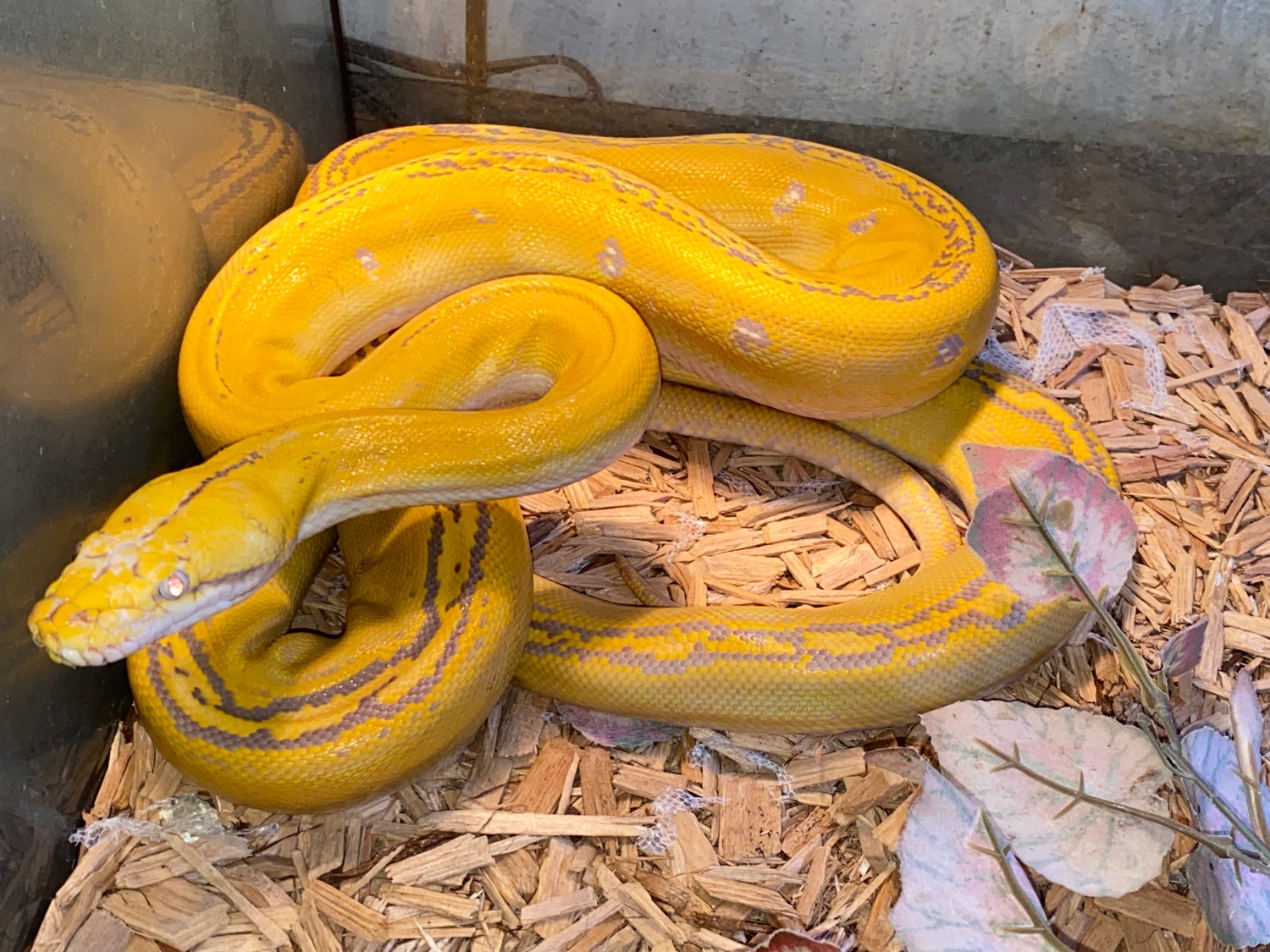 Purple Golden Child Reticulated Python by Major league exotic pets ...