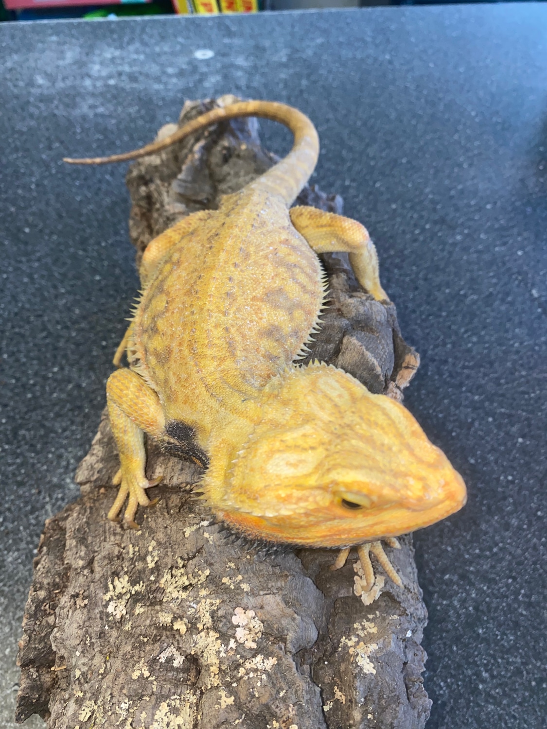 Yellow Hypo Translucent Leatherback Central Bearded Dragon by Major league exotic pets MorphMarket