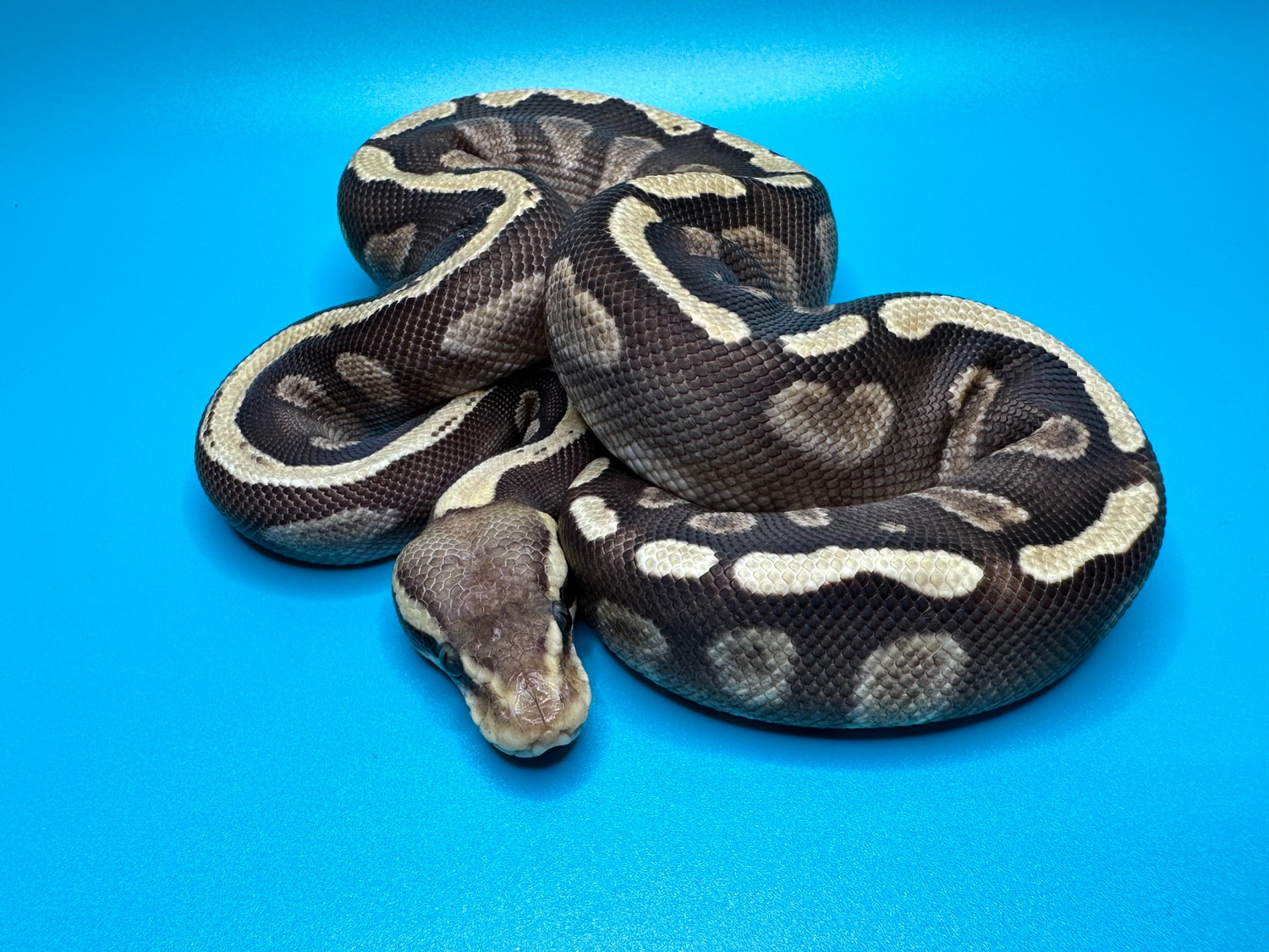 Lesser Ghi Ball Python by Major league exotic pets - MorphMarket