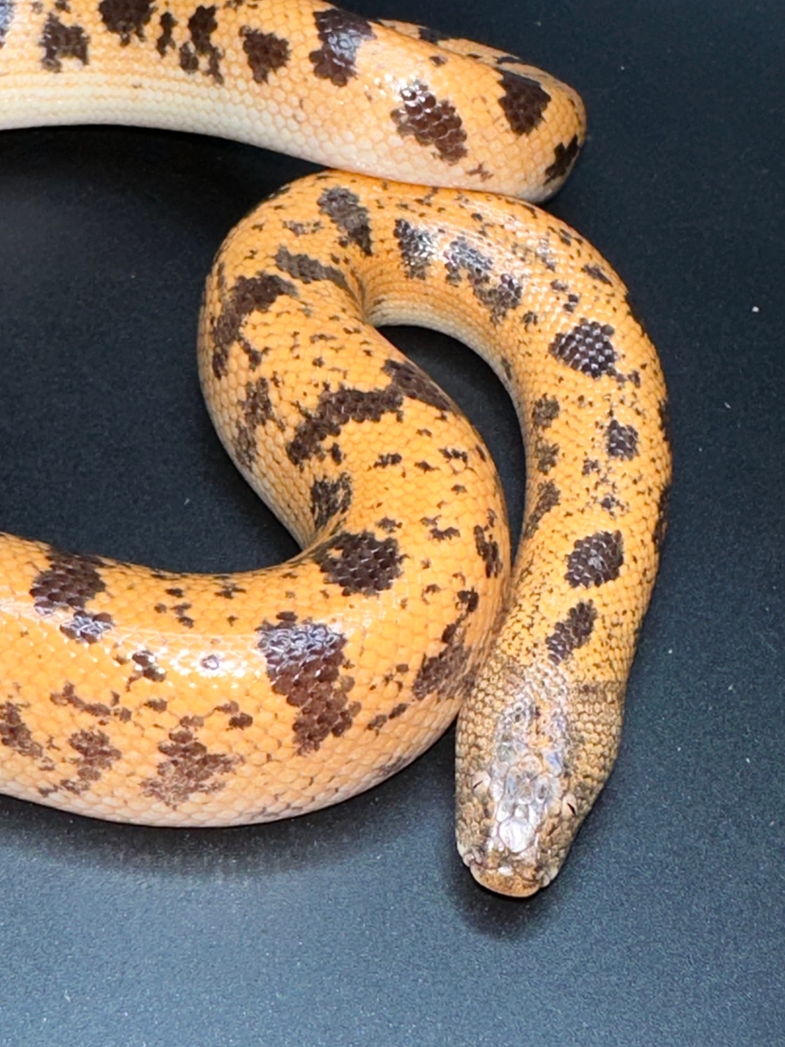 Sunburst Saharan Sand Boa by Major league exotic pets MorphMarket