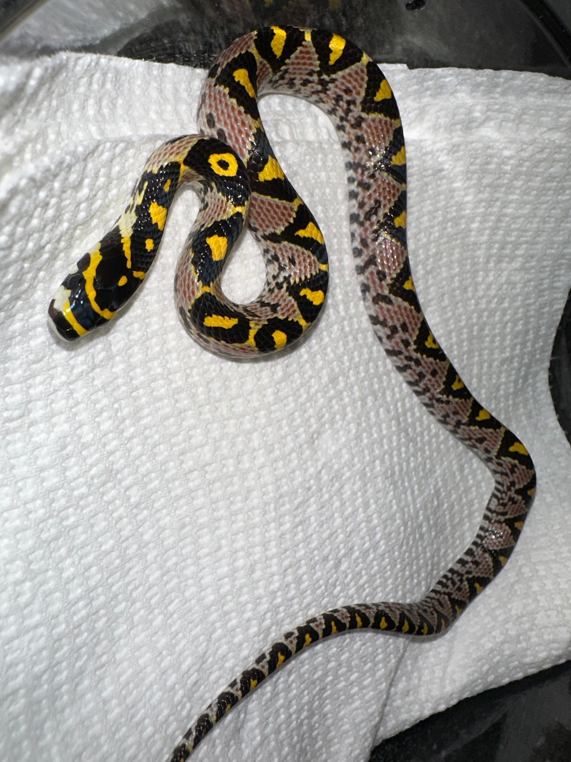 Hi-red Sichuan Mandarin Rat Snake by Major league exotic pets - MorphMarket