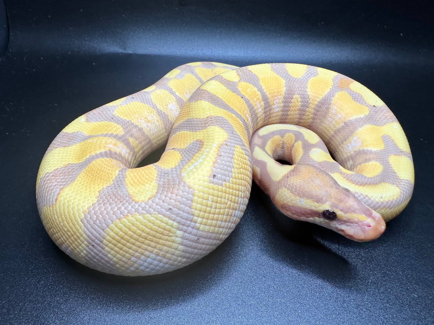 Banana Orange Dream Gravel/asphault Ball Python by Major league exotic