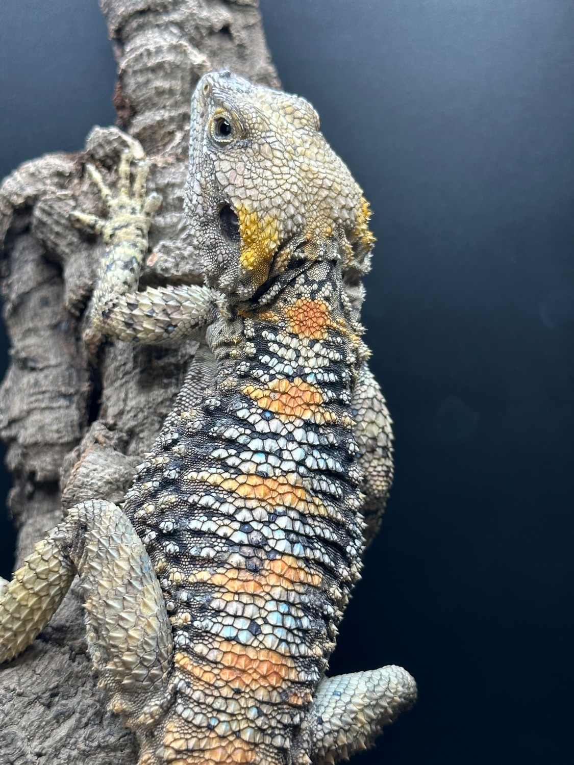 Super Blue Clown Agamas More Lizard by Major league exotic pets