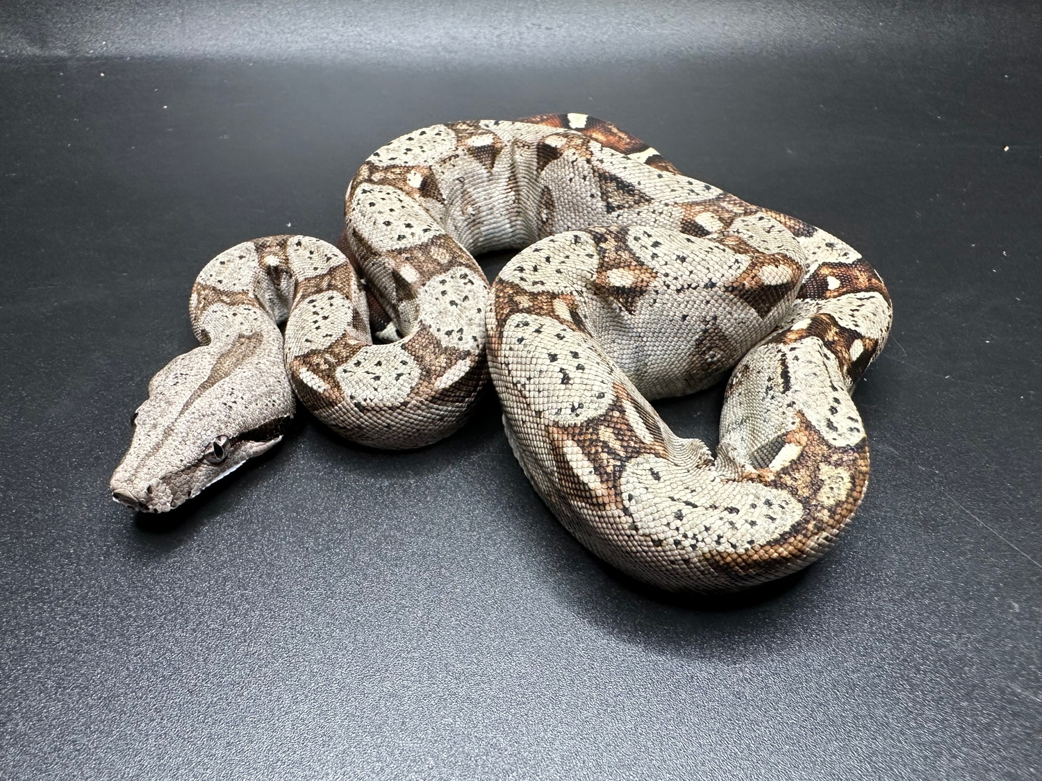 Beautiful CB USA Colombian Red Tail Boas Boa Constrictor by Major