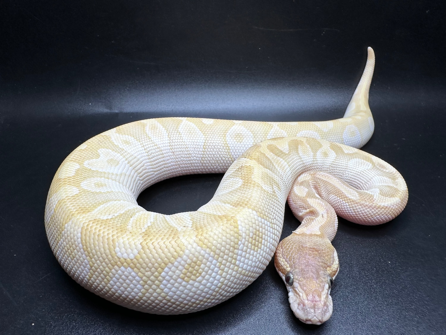 Crystal Ball Python by Major league exotic pets - MorphMarket