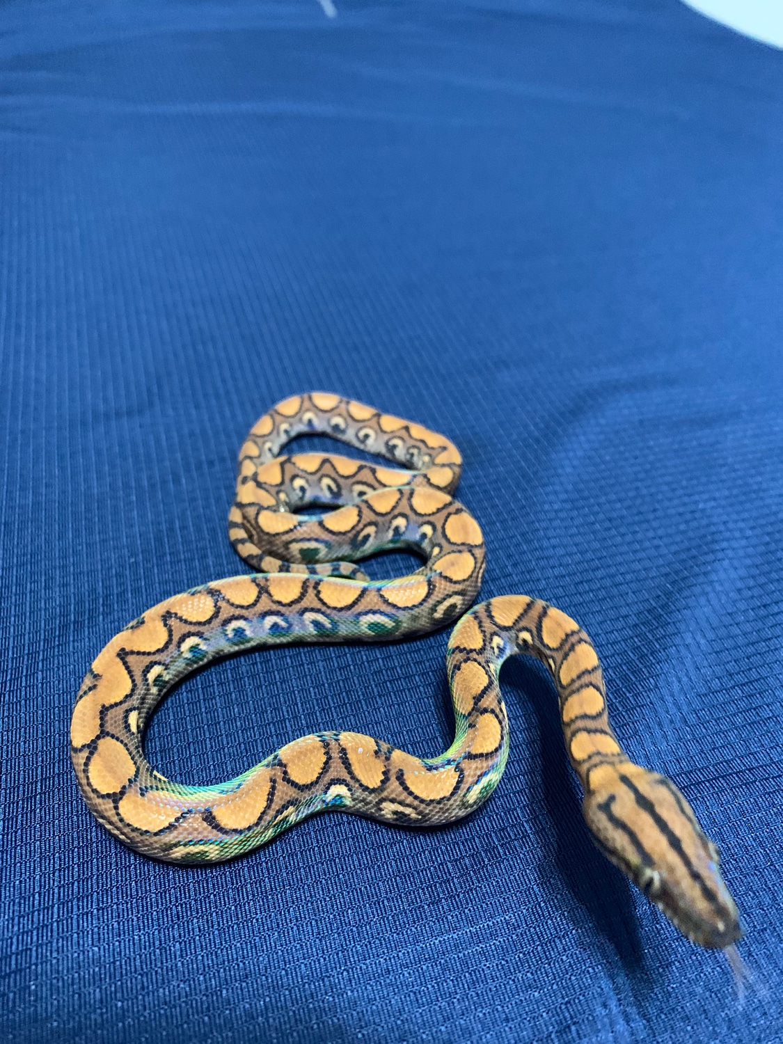 Female Normal Brazilian Rainbow Boa by Reese Rainbows and Reptiles