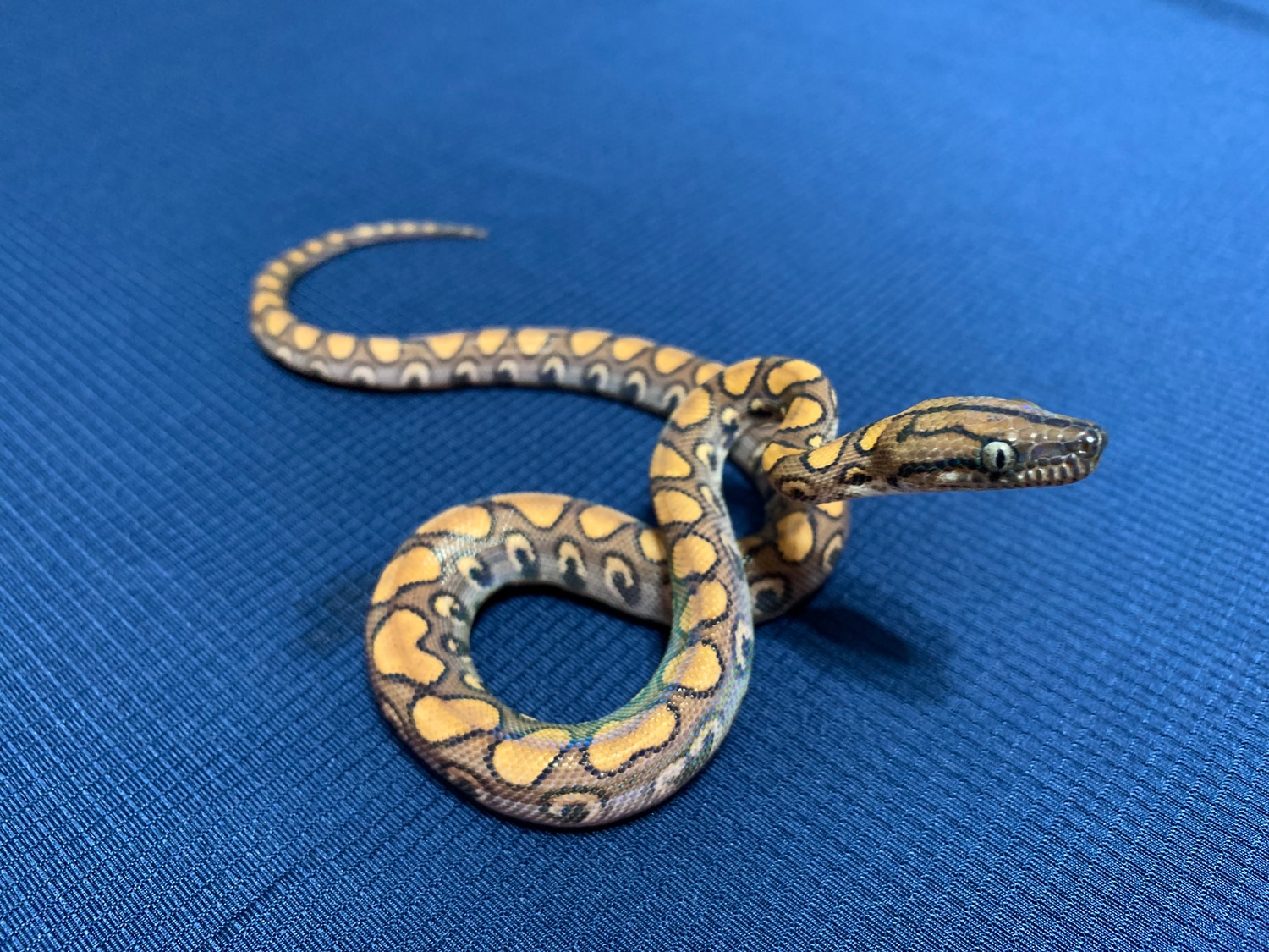 Female Normal Brazilian Rainbow Boa by Reese Rainbows and Reptiles