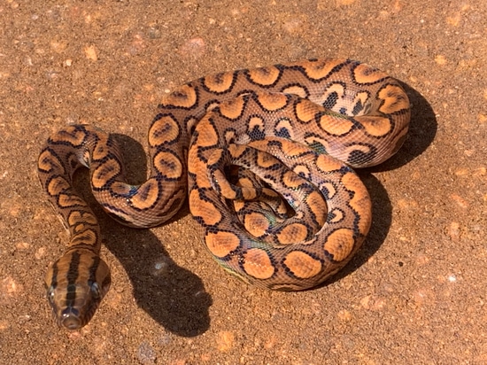 Normal (High Colored Sire X Orange Dam) Brazilian Rainbow Boa by Reese ...