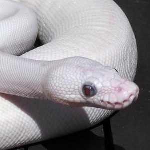 Malc's Pythons - MorphMarket