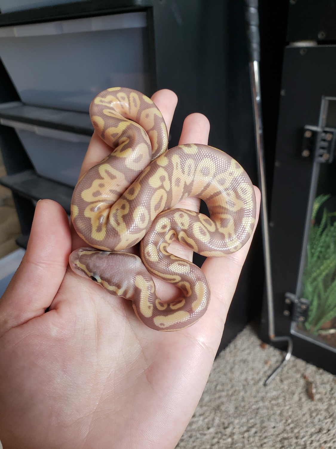 Pastel Banana 50 Het Albino Ball Python by Surprise Serpents MorphMarket