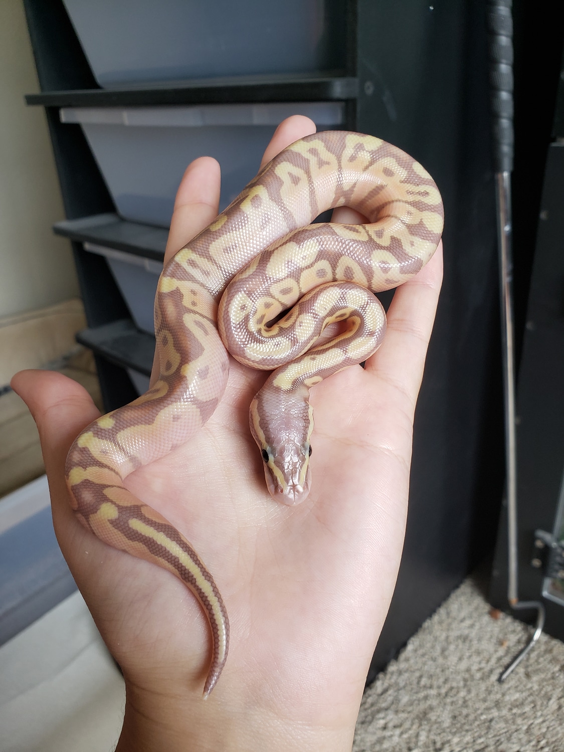 Pastel Banana 50 Het Albino Ball Python by Surprise Serpents MorphMarket