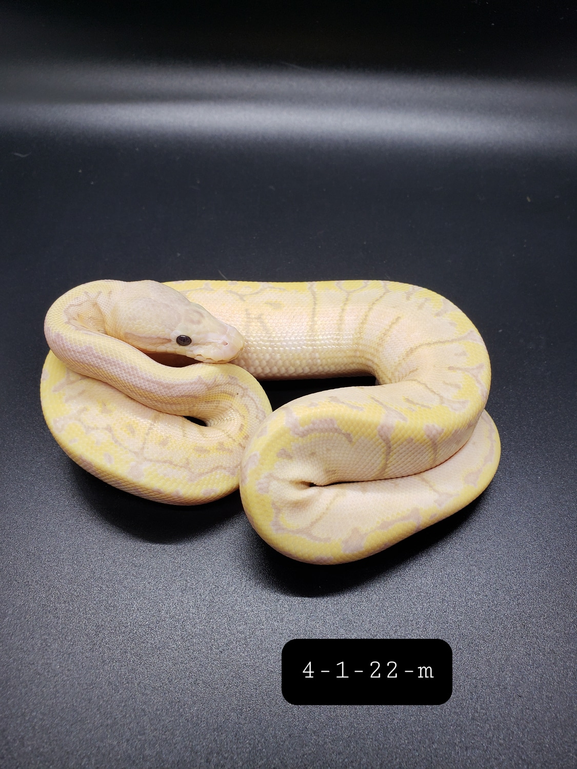 Banana Lemonblast 50 Het Albino Ball Python by Surprise Serpents