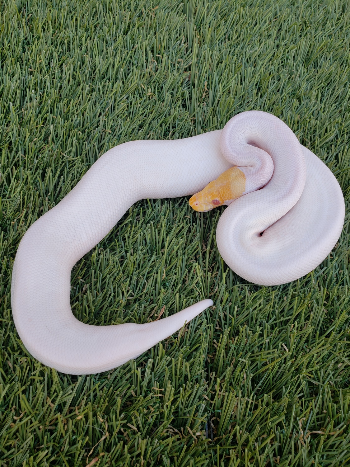 Albino Spider Pied Ball Python by Surprise Serpents - MorphMarket