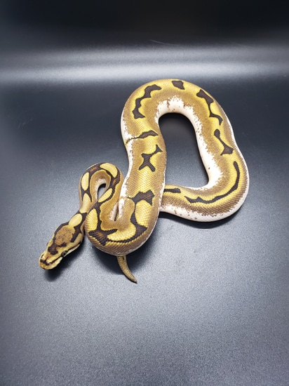 Calider Genetic Banded Ball Python by Surprise Serpents