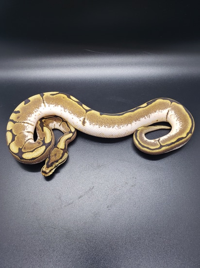 Calider Genetic Banded Ball Python by Surprise Serpents