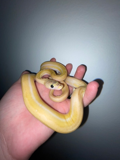 Super Dwarf Ultra Ivory 62.5% Kalatoa Reticulated Python by CnB Reptile