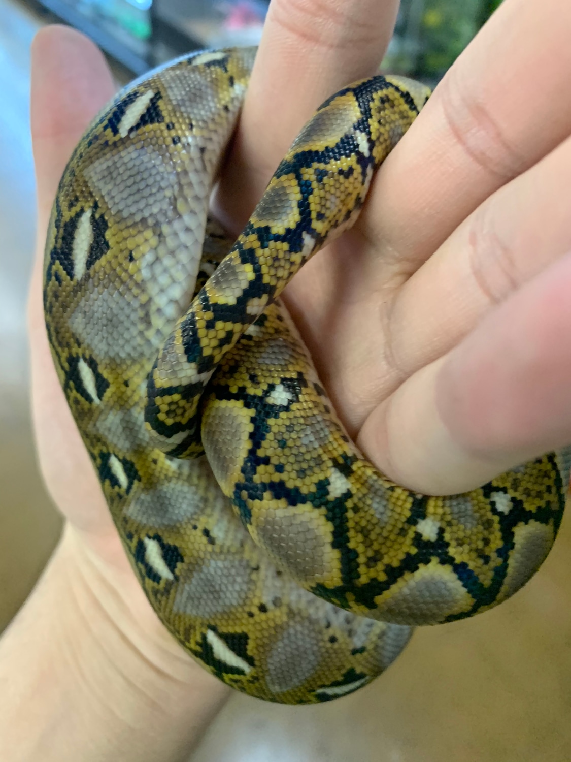Reach Out Reptiles Super Dwarf Wildtype Reticulated Python by CnB ...