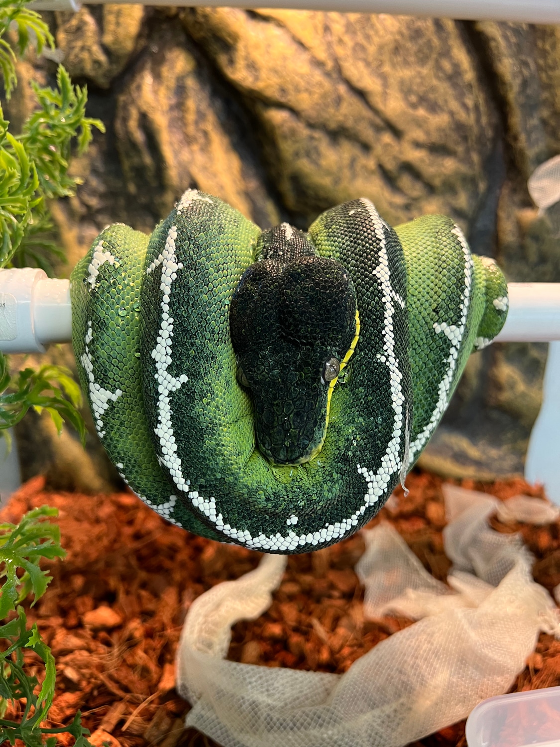 Amazon Basin Emerald Tree Boa by CnB Reptile MorphMarket