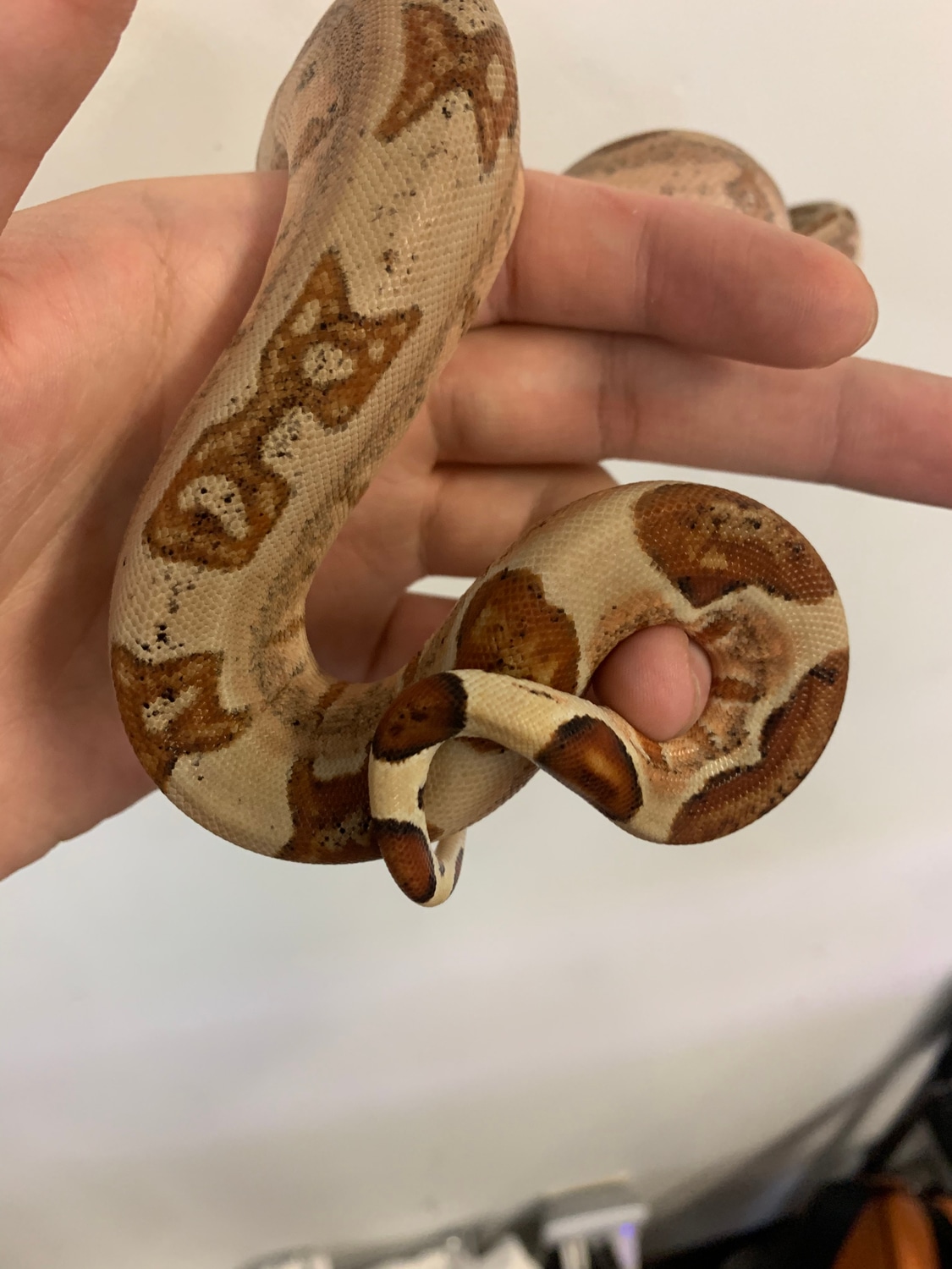 Hypo Jungle Boa Constrictor by CnB Reptile MorphMarket