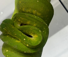 green tree python for sale canada