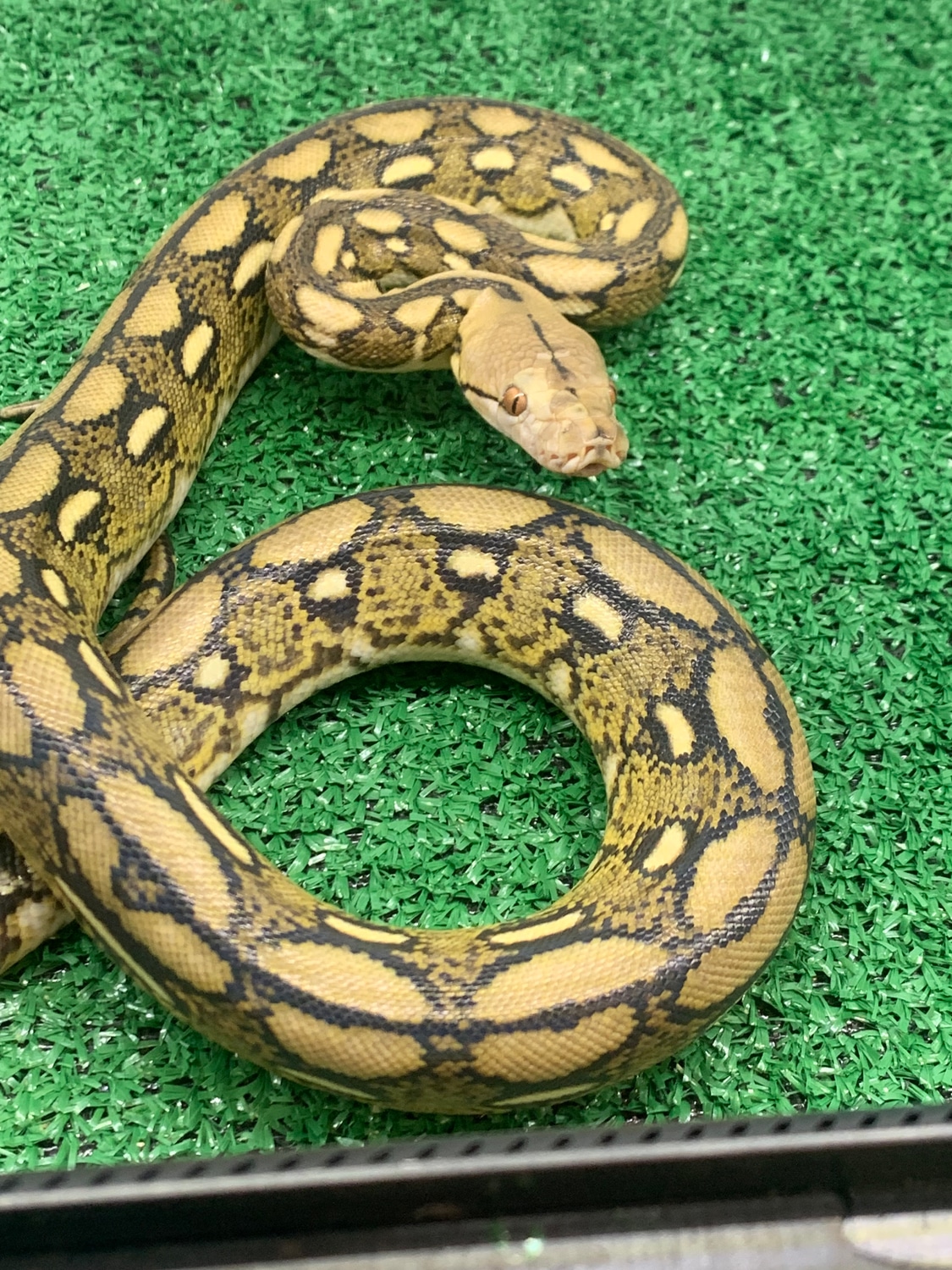 Dwarf Tiger Reticulated Python by CnB Reptile - MorphMarket