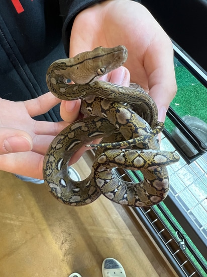 Super Dwarf Anery 100% Het Purple Reticulated Python by CnB Reptile