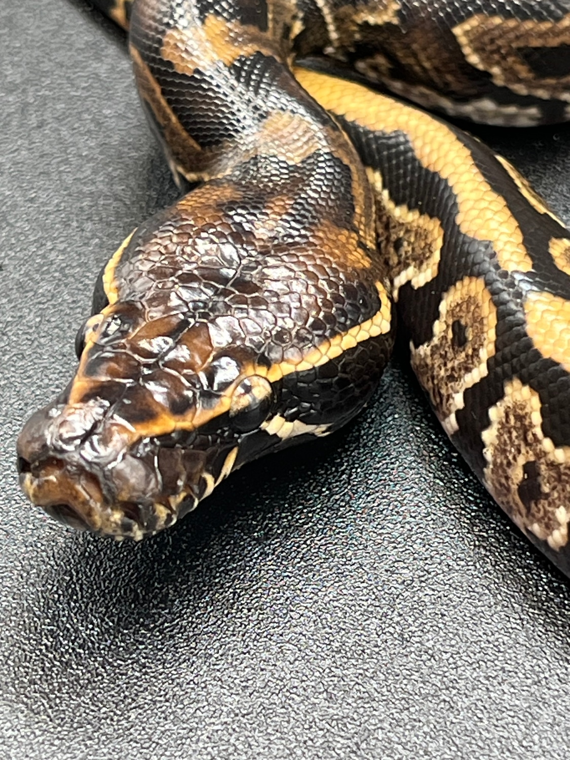 Hybrid Ball Python by CnB Reptile - MorphMarket