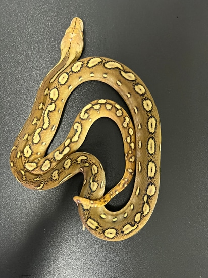 Dwarf Phantom Sunfire Reticulated Python by CnB Reptile