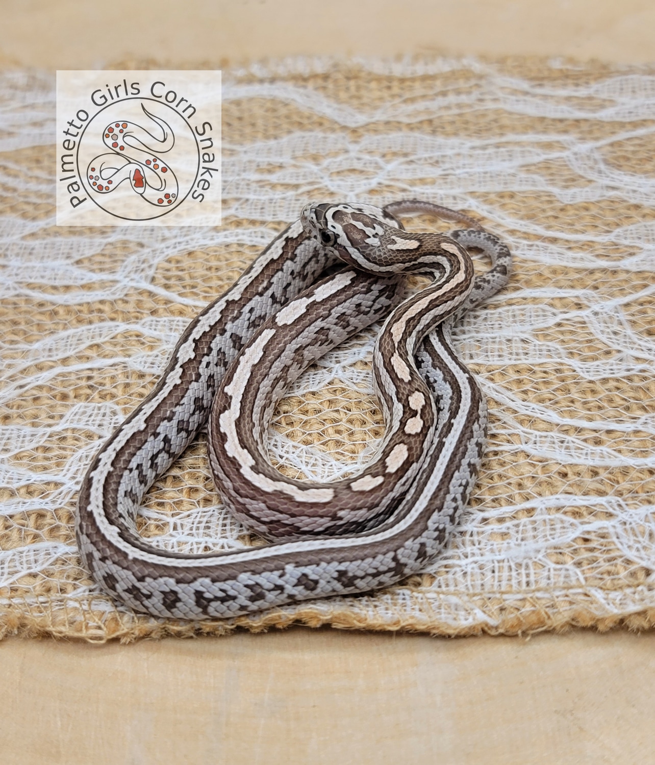 2022 Male Strawberry Anery Tessera, 100 Het Lavender Corn Snake by Palmetto Girls Snakes