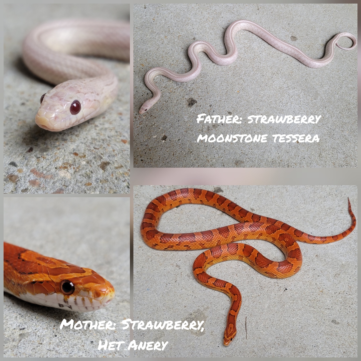 2022 Male Strawberry Anery Tessera, 100 Het Lavender Corn Snake by Palmetto Girls Snakes