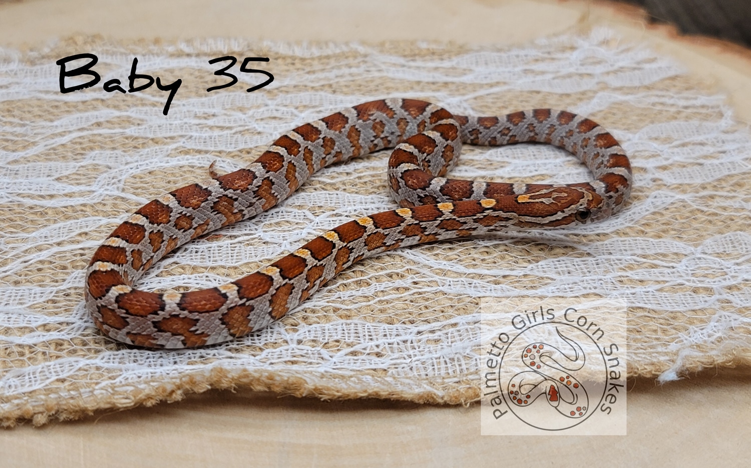 2022 Female (Het) Palmetto, 100 Het Anery/Strawberry/Lavender Corn