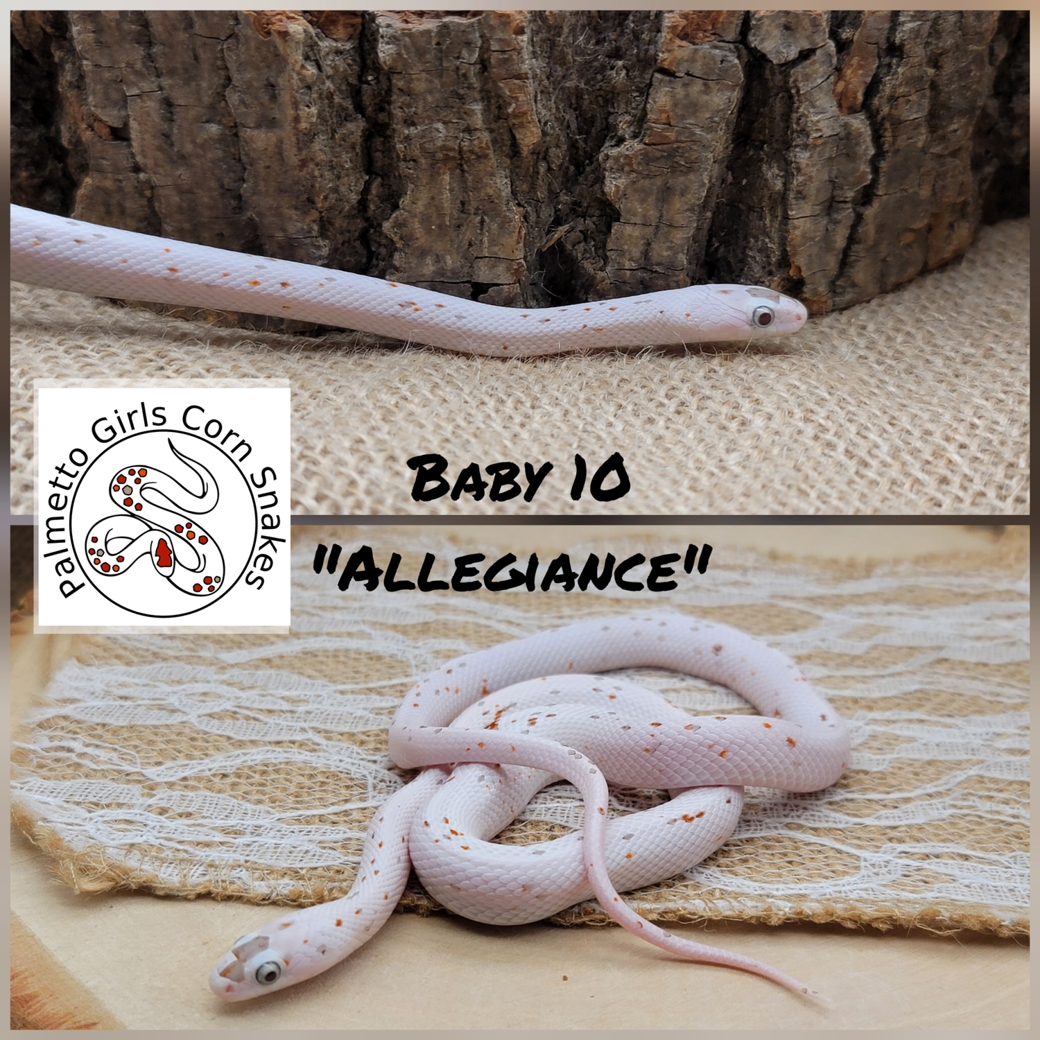2022 Male Super Palmetto, 100 Het Amel, PHet Anery Corn Snake by
