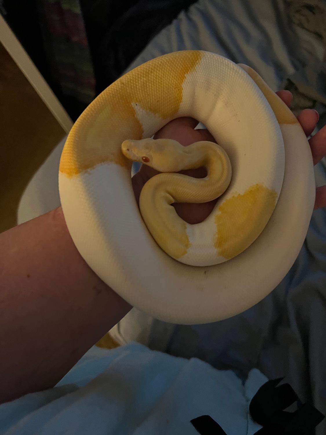 20 Pastel Albino Ball Python by Silly Serpentz - MorphMarket