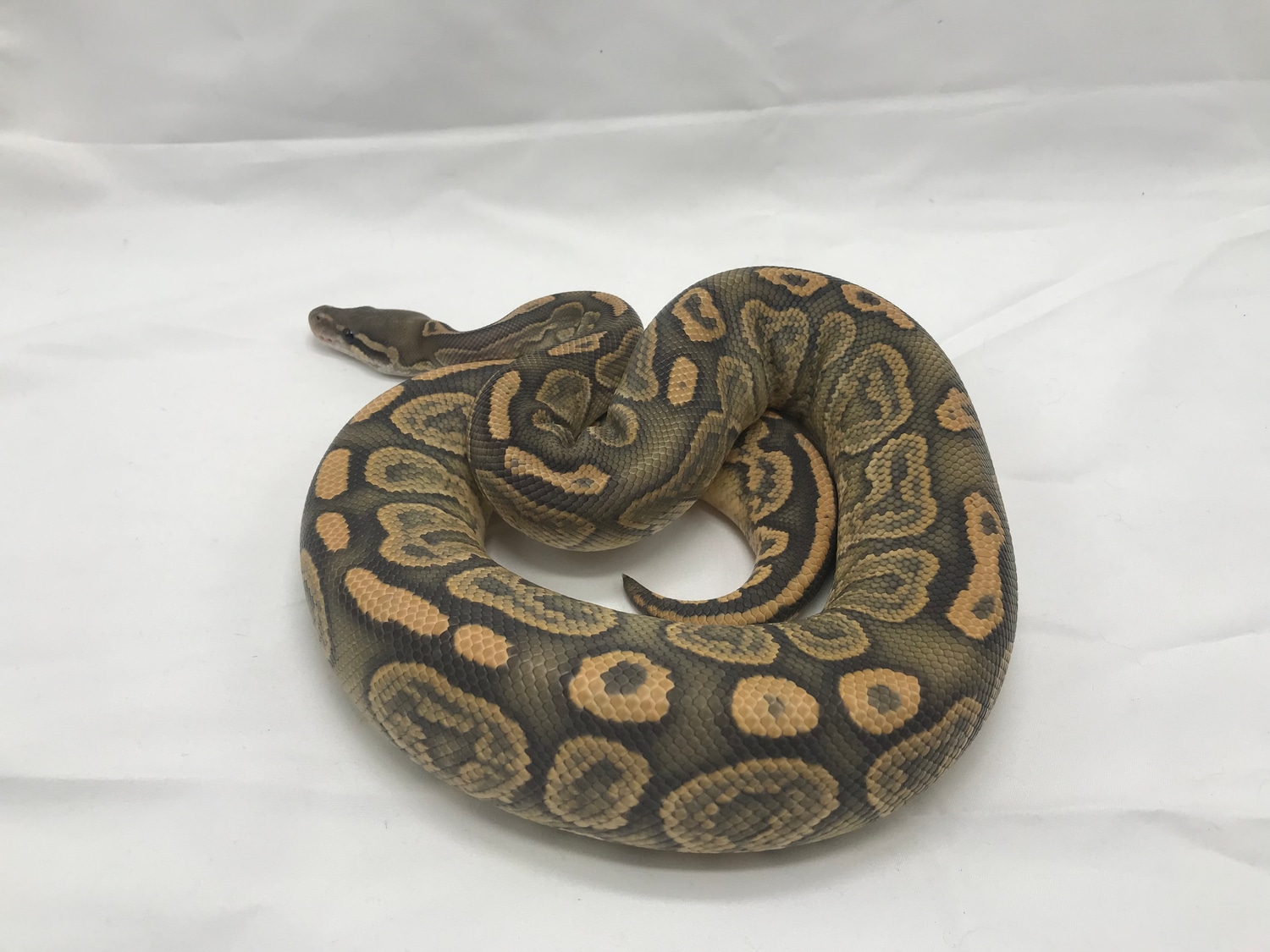 800g Black Pastel, Orange Ghost Ball Python by Celestial Serpents