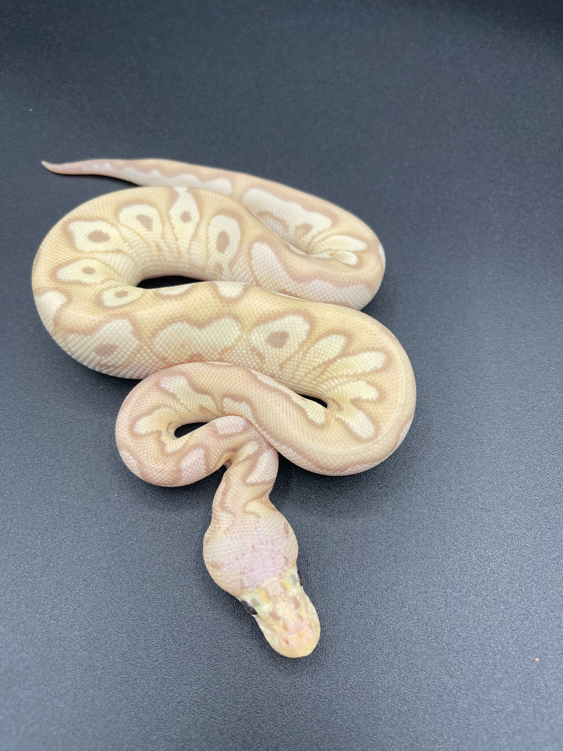 Banana Yellow Belly Mojave Pastel Clown Posable Red Stripe Ball Python